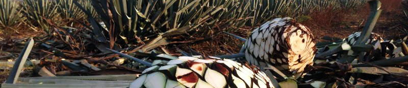 Montalvo harvest